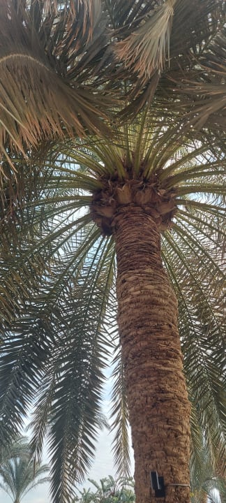 Sonstiges Steigenberger Coraya Beach - Adults only