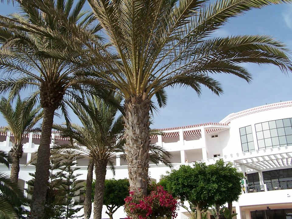 Palmen Iberostar Waves Founty Beach