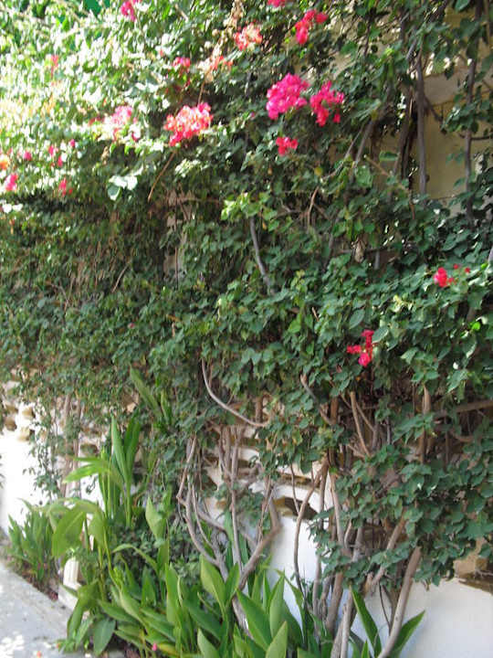 Soschöne Blumen  Hotel Nesrine