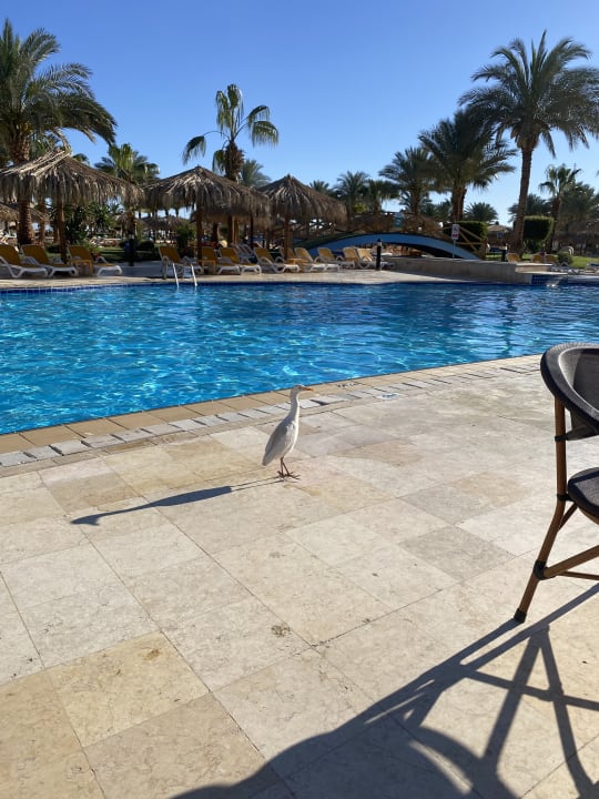 Pool Hurghada Long Beach Resort