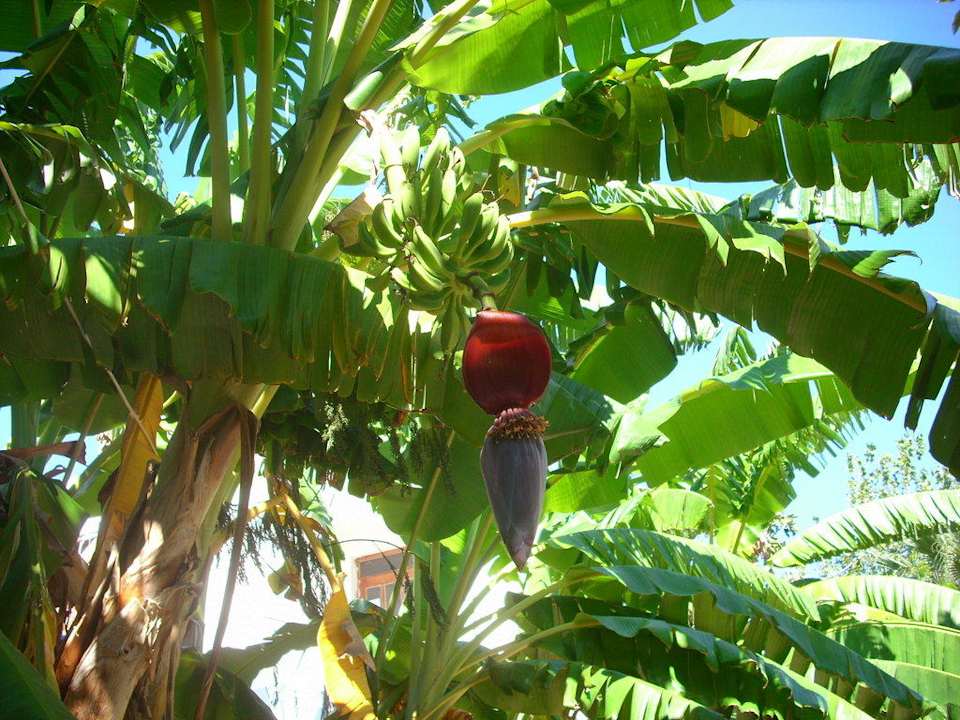 Bananenbaum mit Blüte Hotel Gardenia Beach