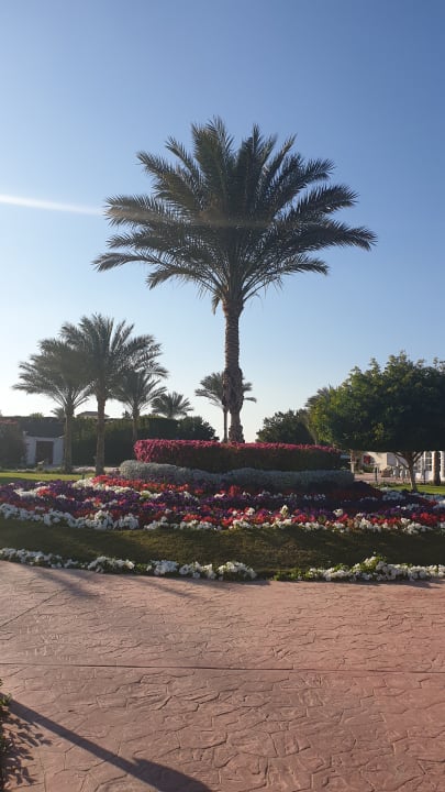 Gartenanlage Desert Rose