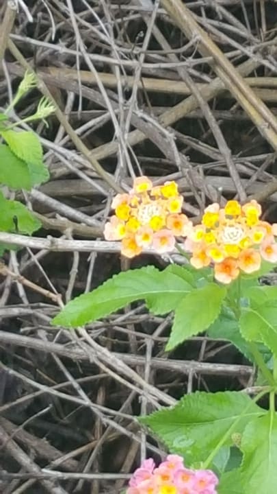 Natur  Kuredu Island Resort & Spa