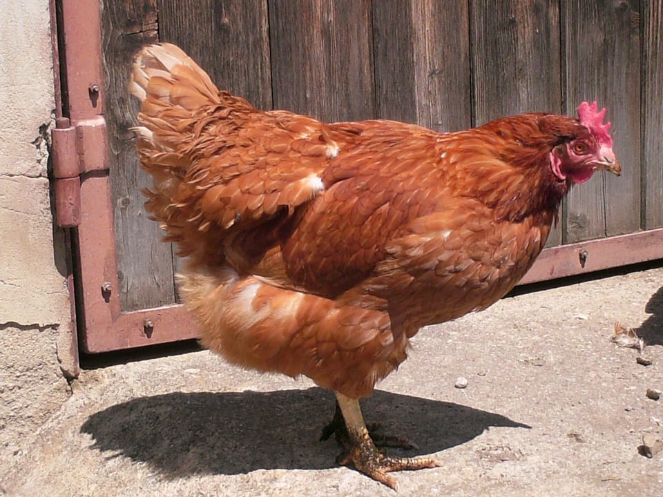 Huhn Ferienwohnungen Brunner