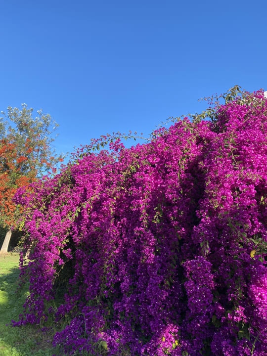 Gartenanlage TRH Taoro Garden