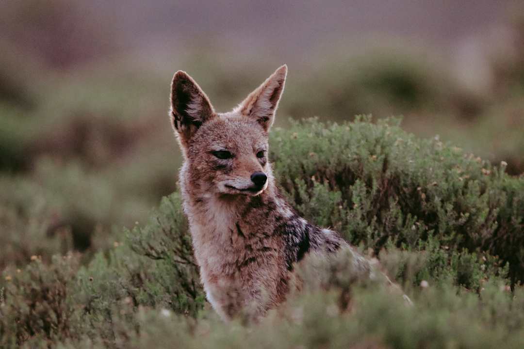 Sonstiges Hotel Pumba Private Game Reserve