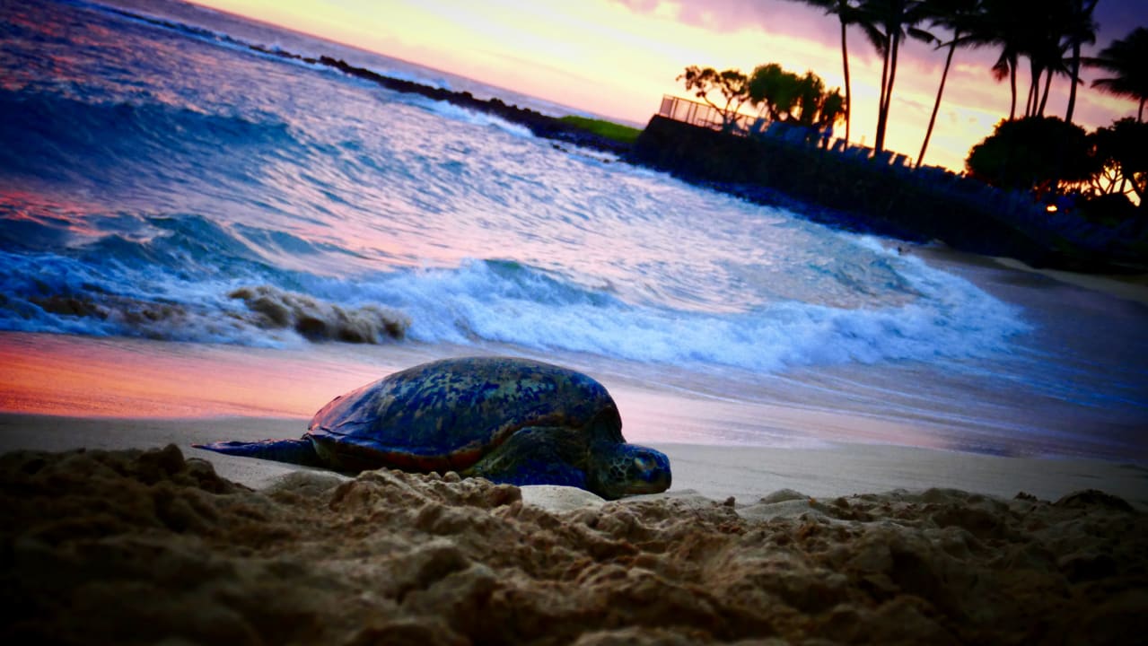 Strand Ko'a Kea Hotel & Resort