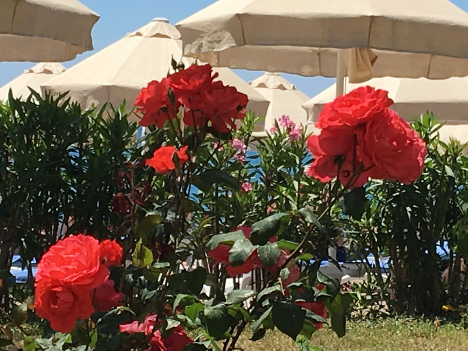 Gartenanlage Saphir Resort & Spa