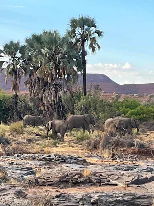 Gartenanlage Palmwag Lodge