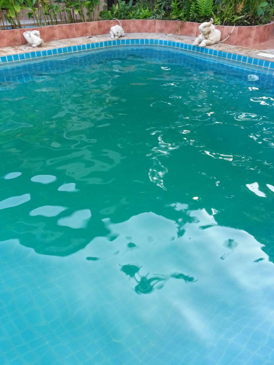 Grün, Algenbefall Samui Laguna Resort