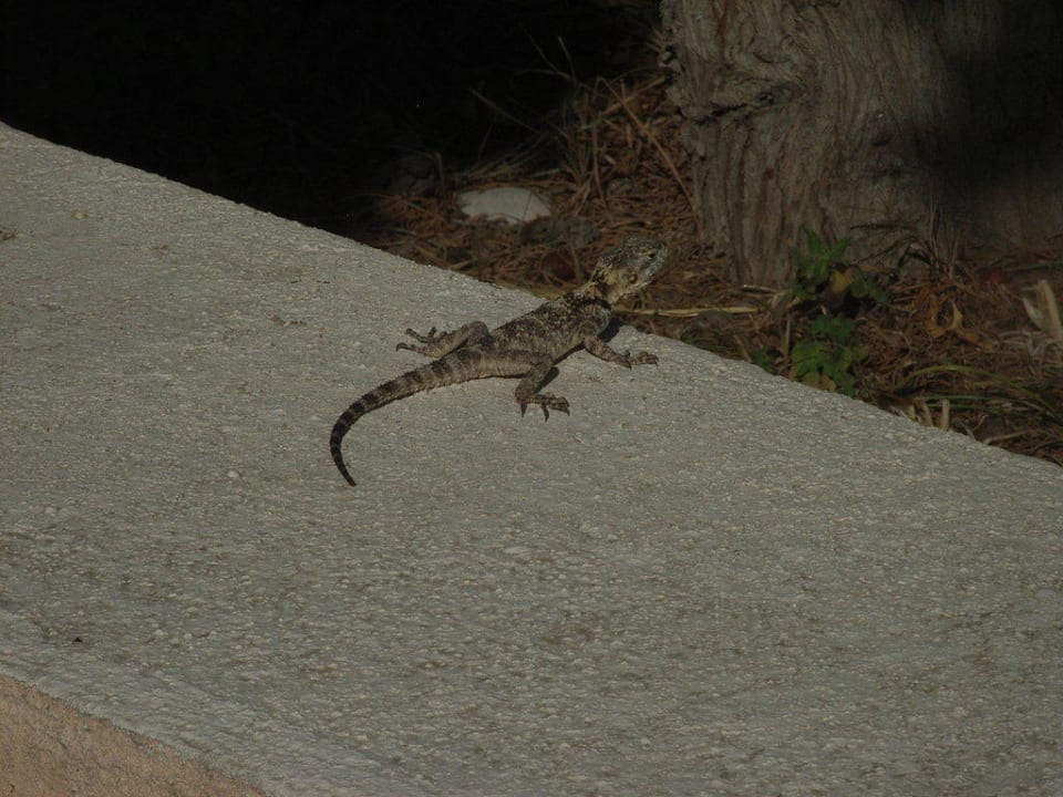 Haustiere Olympos Beach Hotel