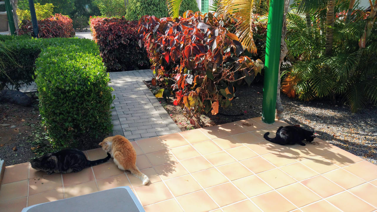 Sonstiges Bungalows Cordial Sandy Golf