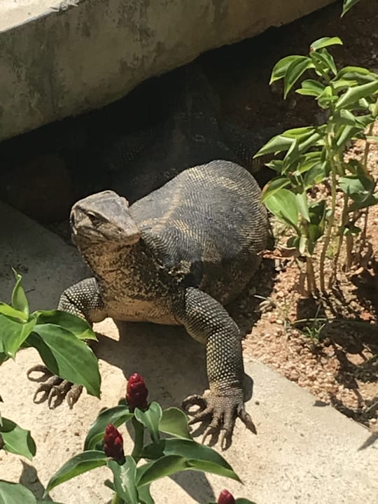 Sonstiges Moracea by Khao Lak Resort