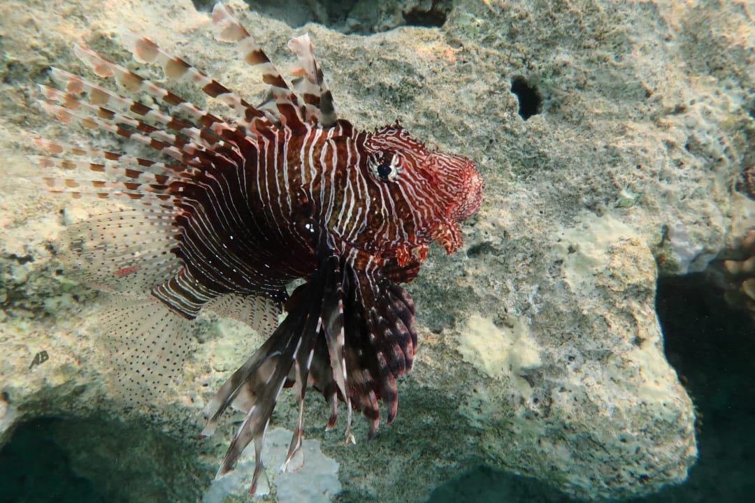 Strand Makadi Spa - Adults only