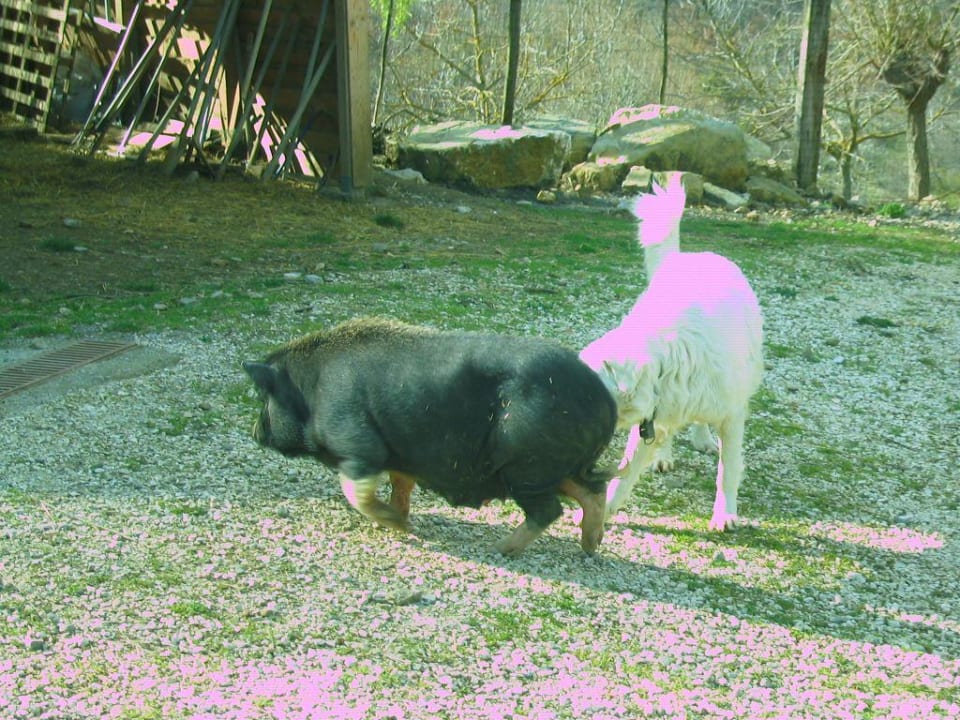 Haustiere Agriturismo Il Tufo