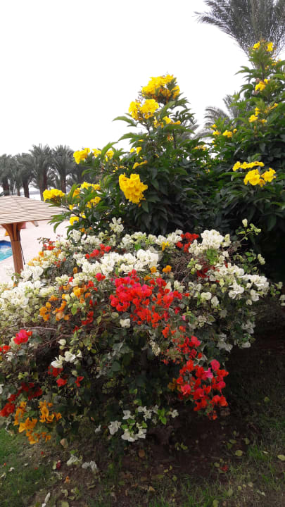 Gartenanlage Cleopatra Luxury Resort Makadi Bay