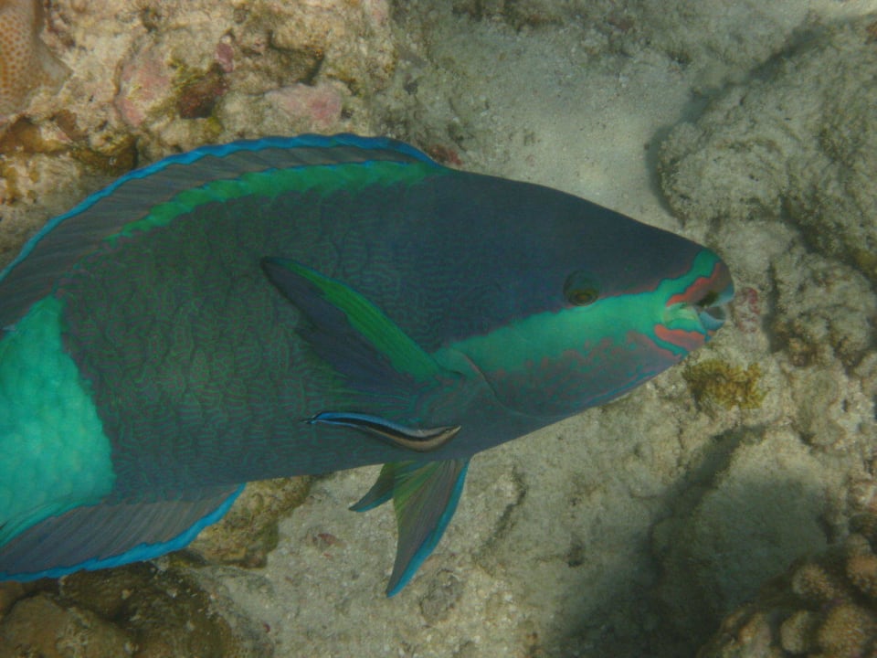 Unterwasserwelt am Hausriff NH Collection Maldives Reethi Resort