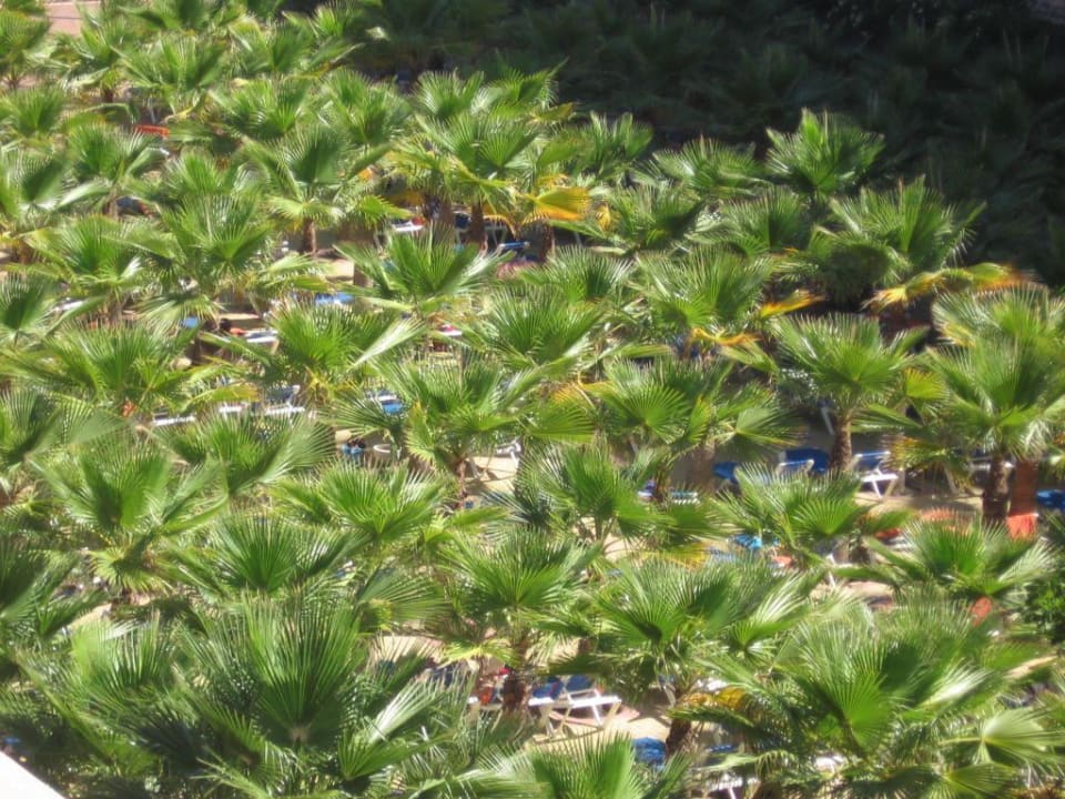Blick auf den Liegebereich unter Palmen Playacanela Hotel