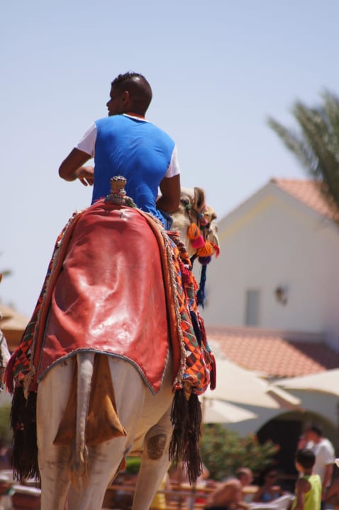 Camel Pickalbatros Jungle Aqua Park Resort - Neverland Hurghada