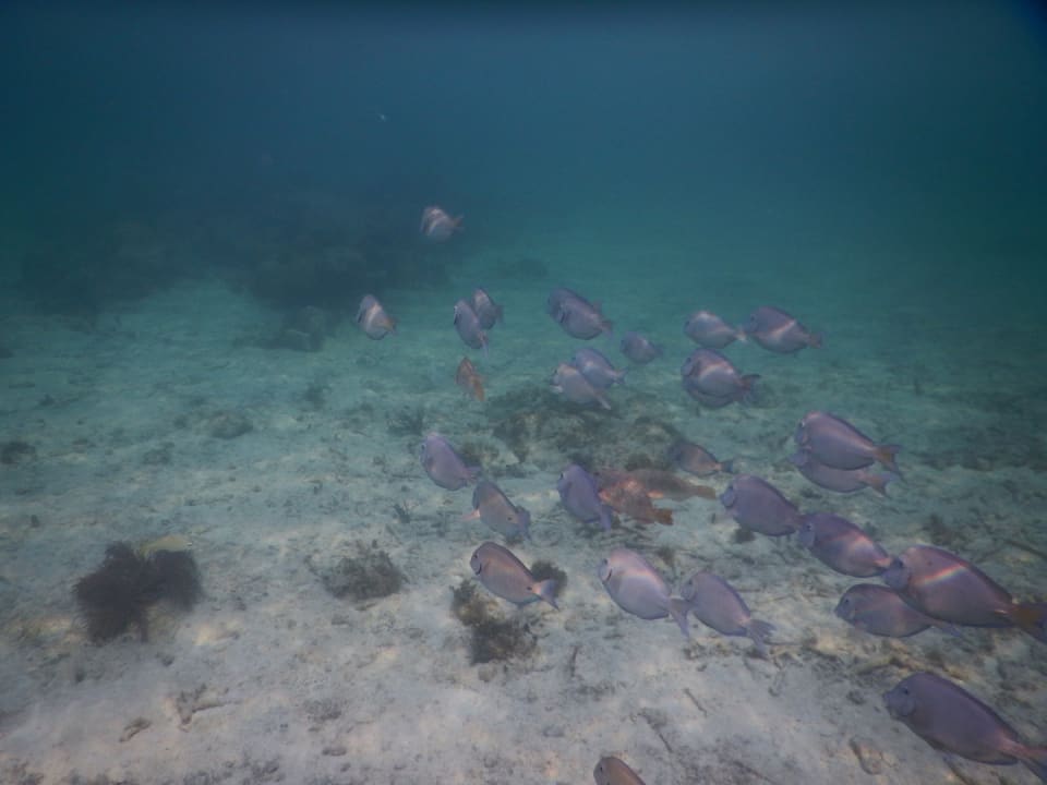 Strand Akumal Bay Beach & Wellness Resort