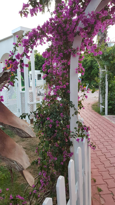 Gartenanlage Hane Family Resort