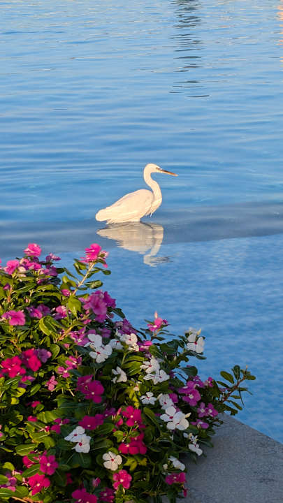 Pool JAZ Elite Asteria