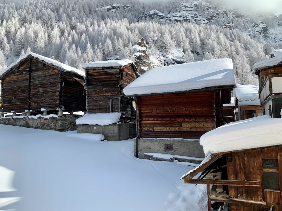 Sonstiges Bergröschen