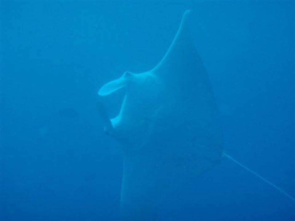Manta, Manta! Veligandu Maldives Resort Island