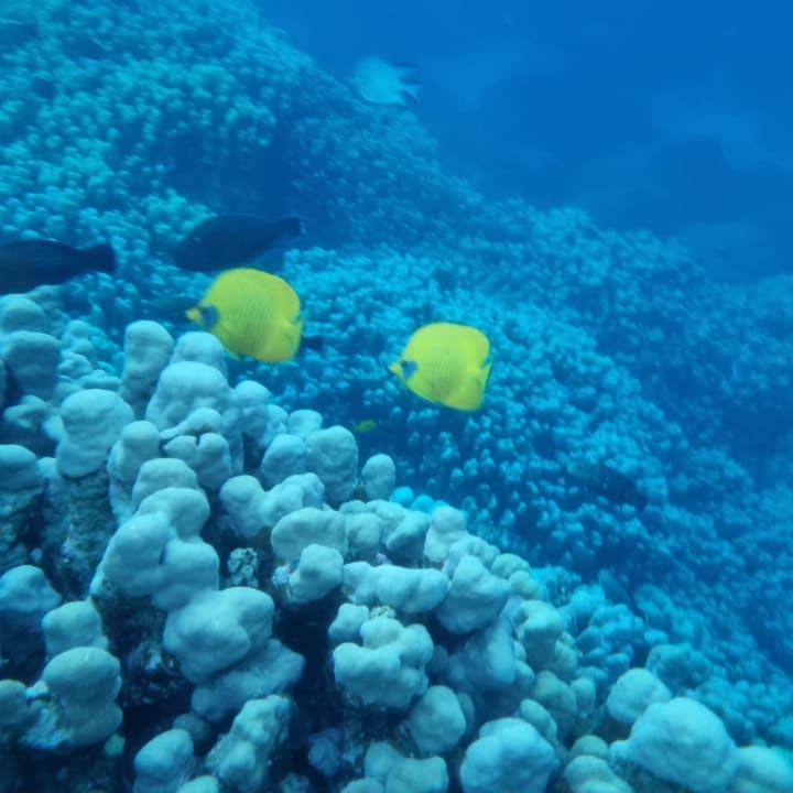 Sport & Freizeit Hotel Gorgonia Beach Resort