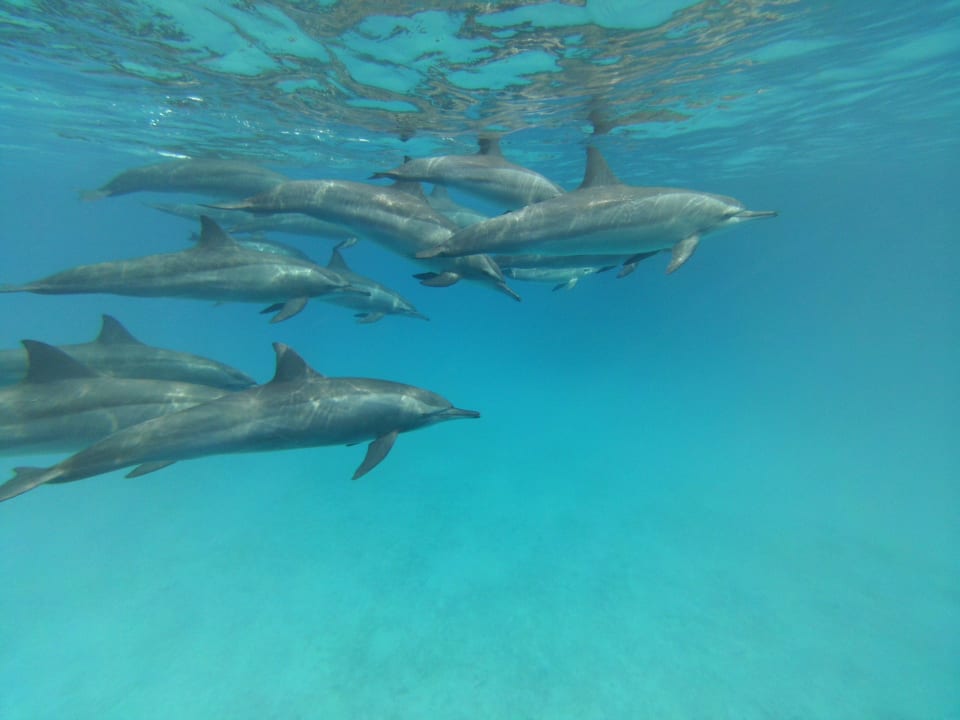 Ausflug Satayah Hotel Gorgonia Beach Resort