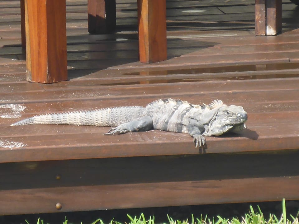 Gartenanlage Akumal Bay Beach & Wellness Resort