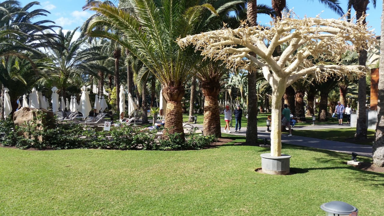 Palmen bei den Liegen Lopesan Costa Meloneras, Resort & Spa