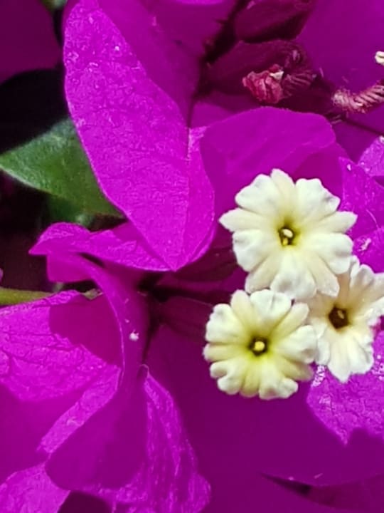 Gartenanlage Aldiana Club Fuerteventura