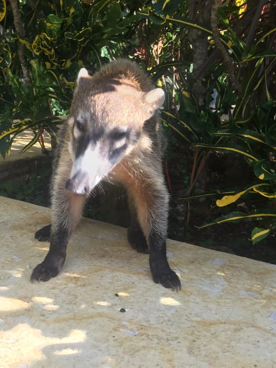 Sonstiges Grand Palladium Kantenah Resort & Spa