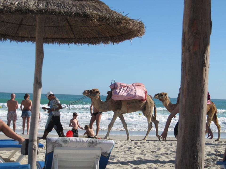 Kamele am Strand TUI MAGIC LIFE Penelope Beach