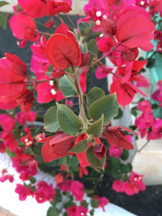 Sonstiges Aldiana Club Fuerteventura