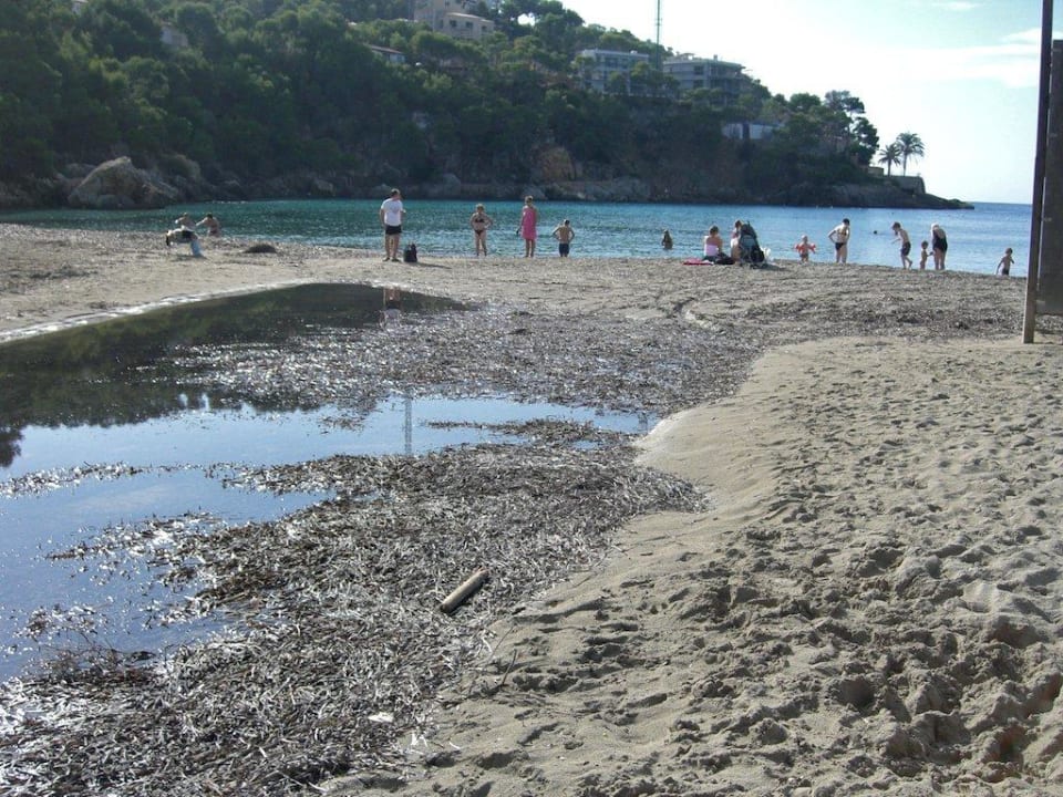 Stinkende Algenhaufen Alua Gran Camp de Mar