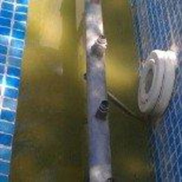 Springbrunnen mit dreckwasser und tieren drin Bei Juan Playa Blanca