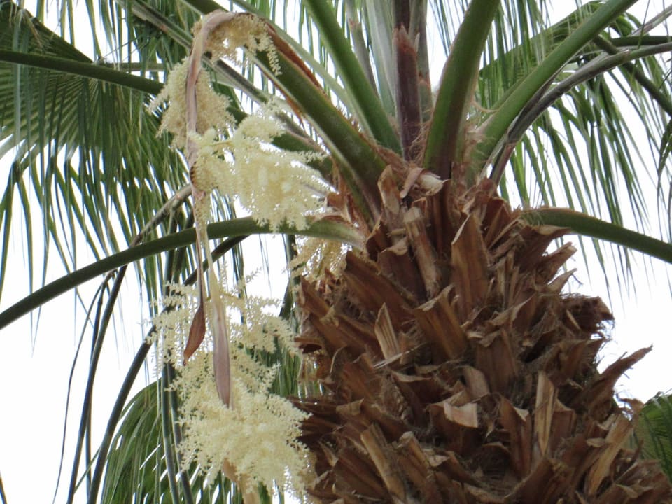 Пальмы над шезлонгами Marlin Inn Azur Resort