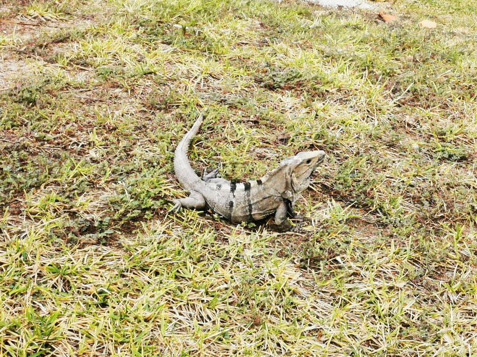 Sonstiges Akumal Bay Beach & Wellness Resort