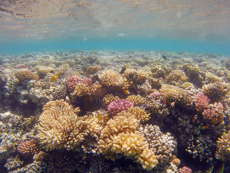 Sport & Freizeit Jaz Makadi Oasis Resort