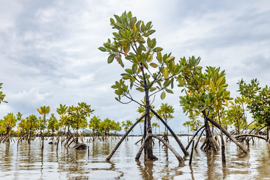 Ausblick Lagoon Attitude - Adults only