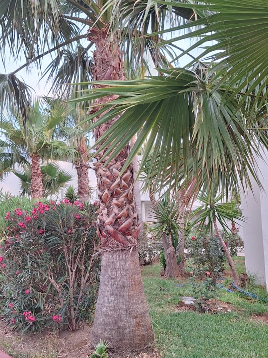 Gartenanlage HARPIN Georgioupolis Resort Aquapark & SPA