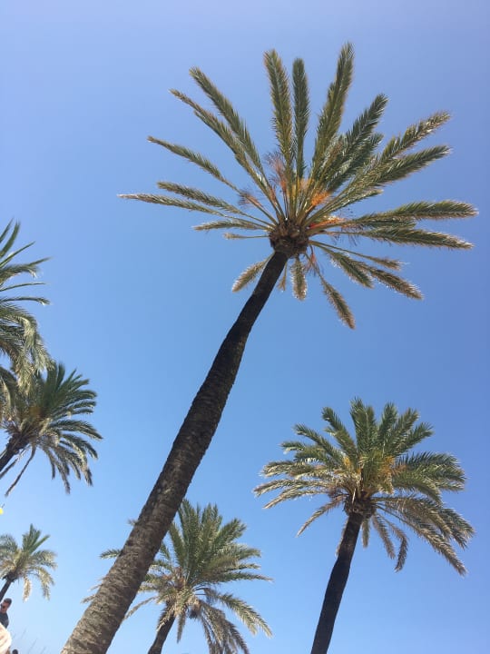 Strand MLL Palma Bay Club Resort