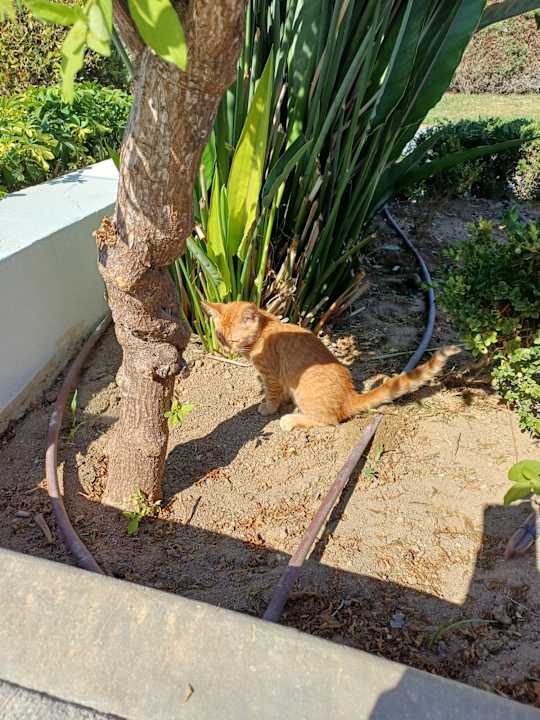 Gartenanlage TUI BLUE Palazzo del Mare