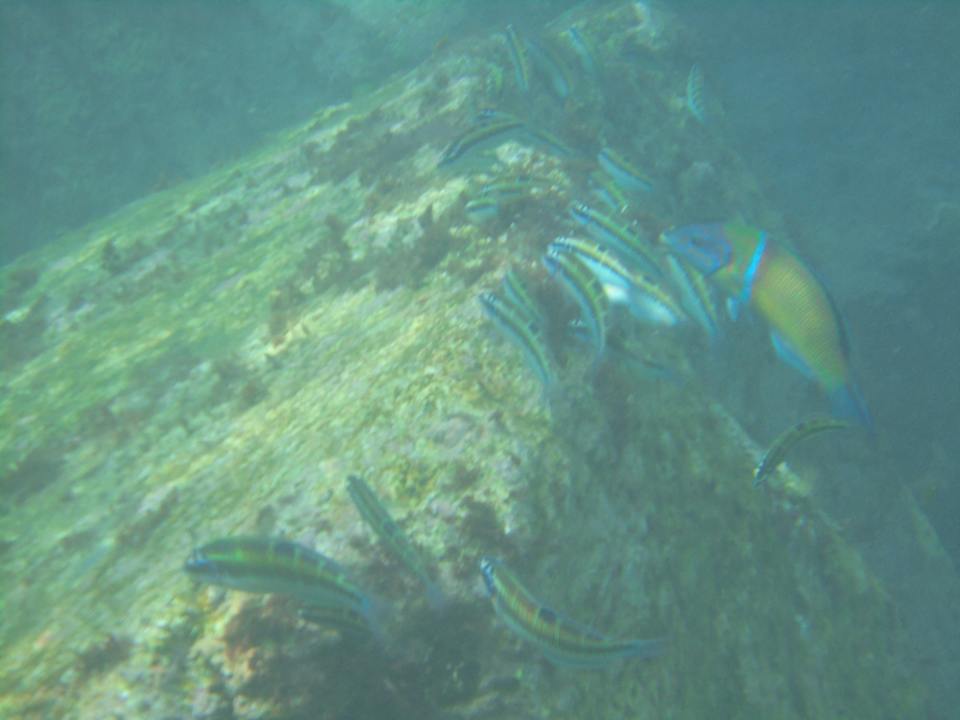 Sport & Freizeit HOVIMA Jardin Caleta