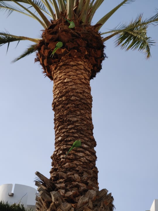 Gartenanlage Hotel Floresta