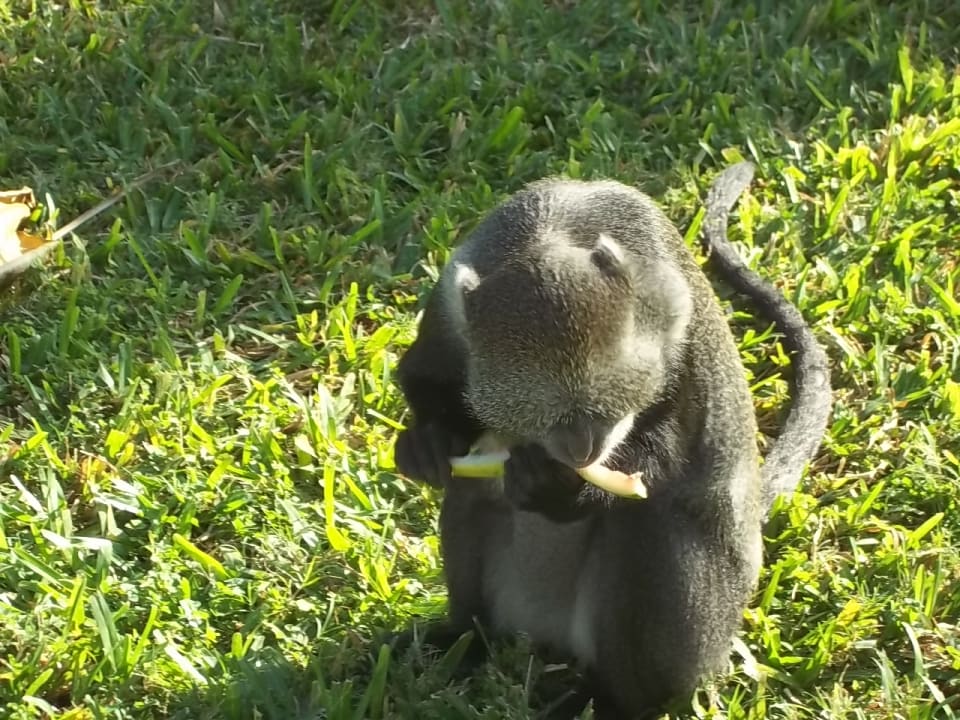 Gartenanlage Neptune Paradise Beach Resort & Spa