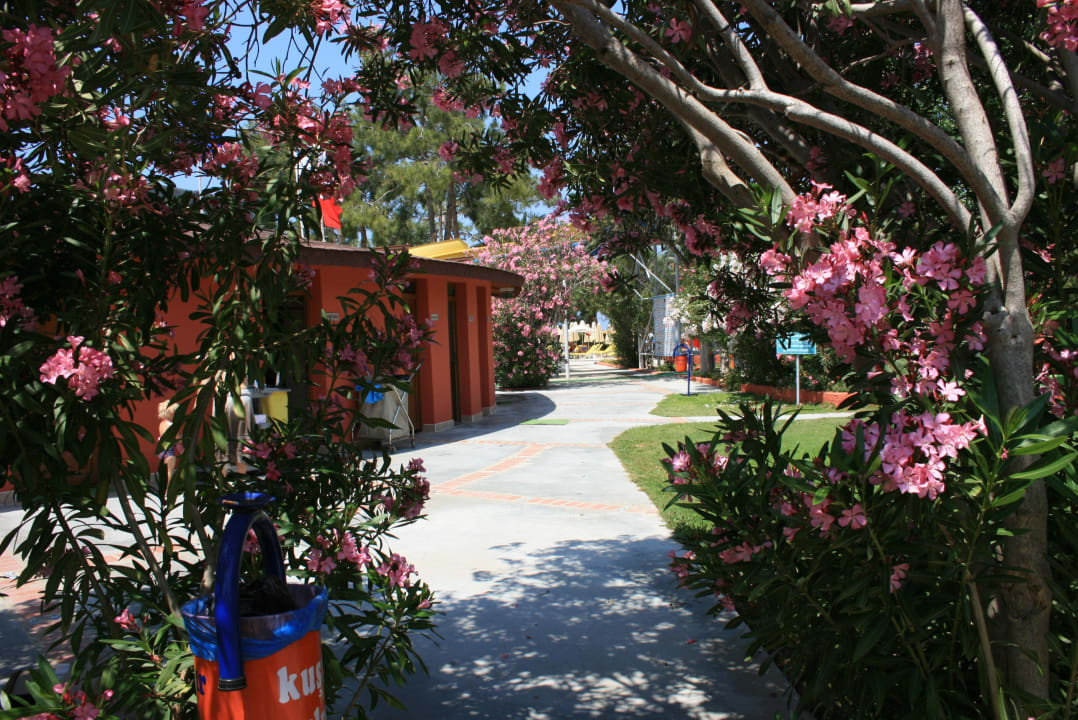 Aleja kwiatowa Kustur Club Holiday Village