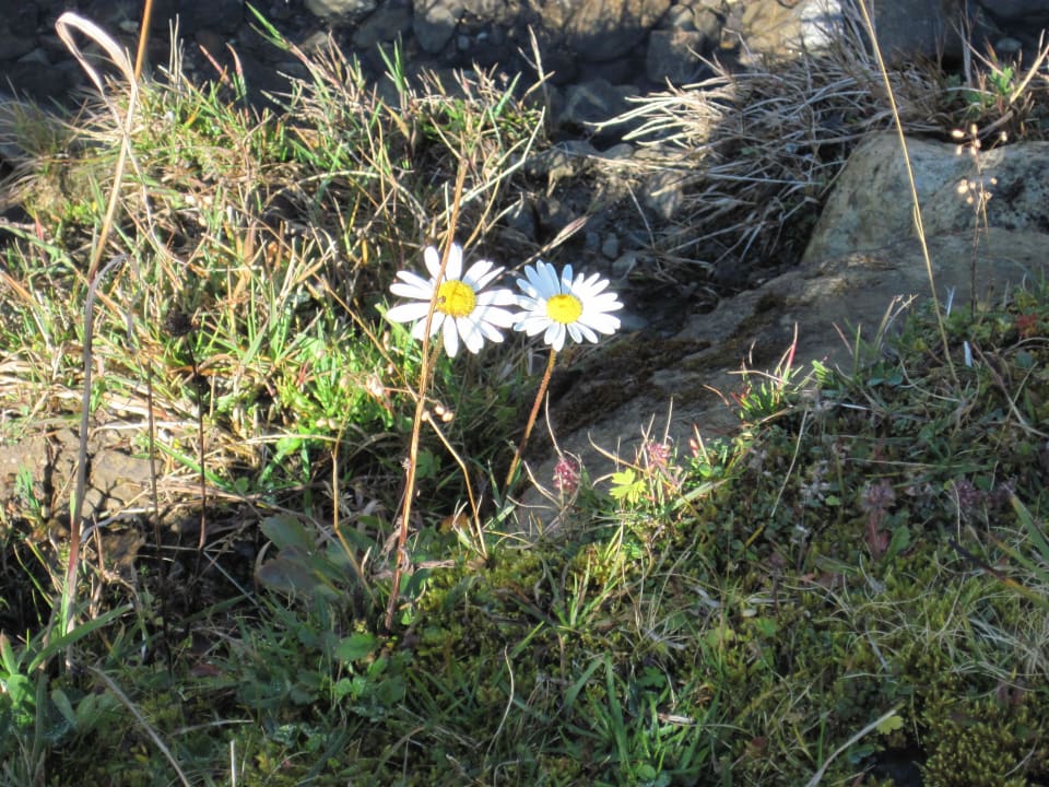 Sonne genießen Pension & Ferienwohnung Solaria
